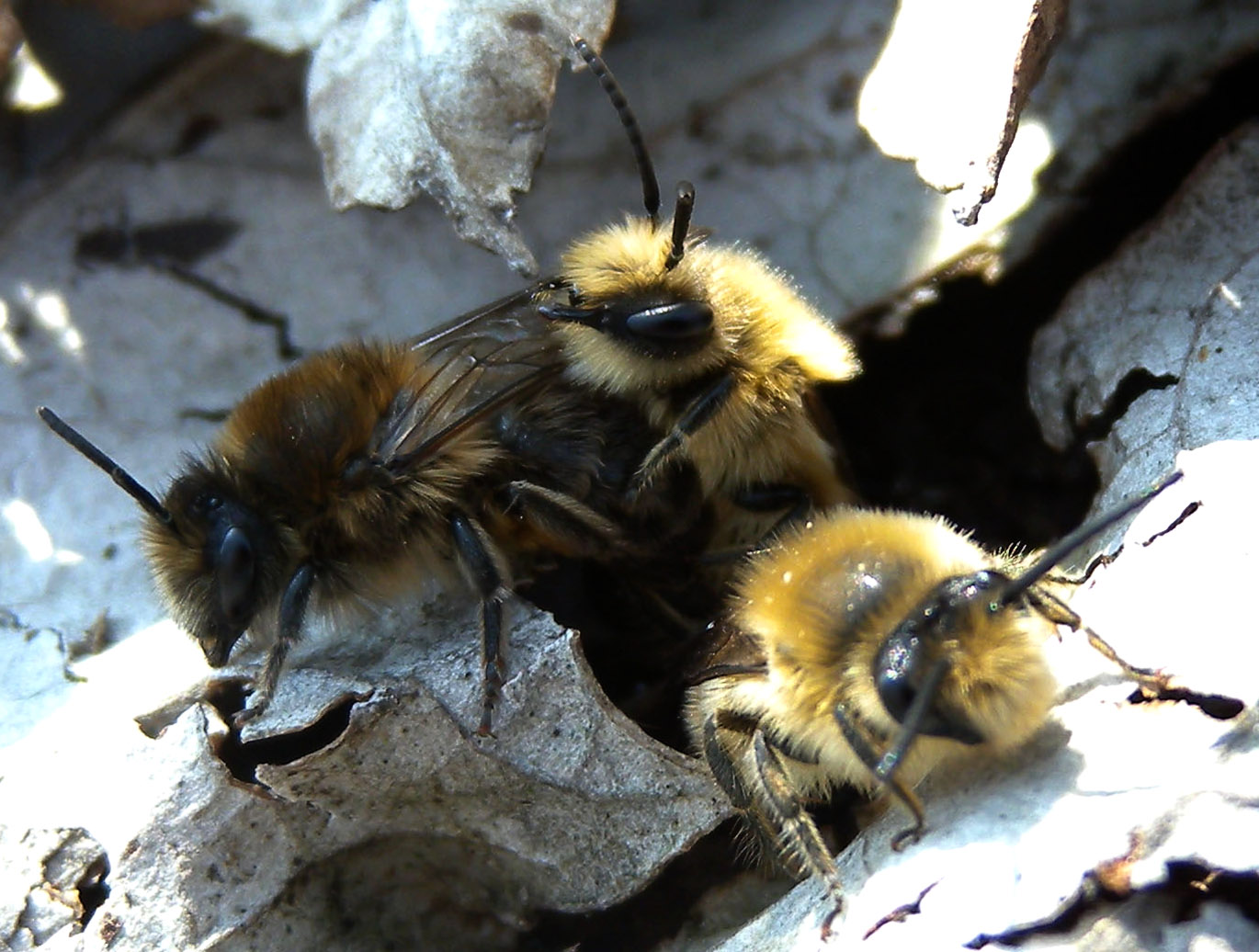 Colletes sp.